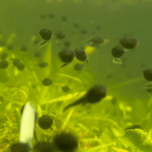 tadpoles awwwwwww
